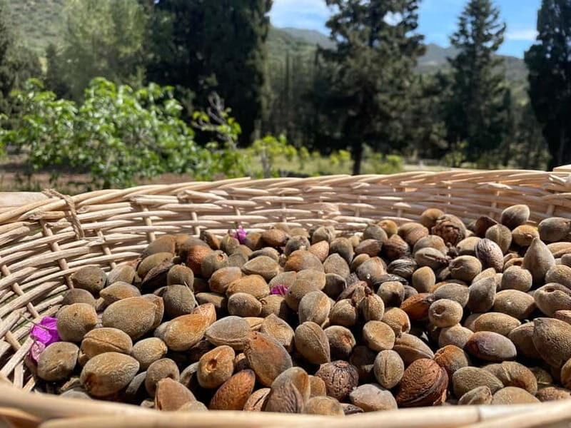 Near Cagliari: Almond Blossom Magic at "In Our Garden" (new) - Discovering "In Our Garden": A Land of Tradition and Tranquility
