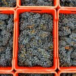 NEIVE: WINERY TOUR AND TASTING OF 5 WINES - Final Thoughts: The Value of the Neive Winery Tour