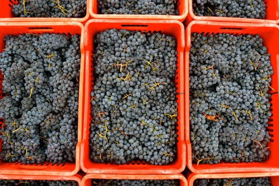 NEIVE: WINERY TOUR AND TASTING OF 5 WINES - Final Thoughts: The Value of the Neive Winery Tour