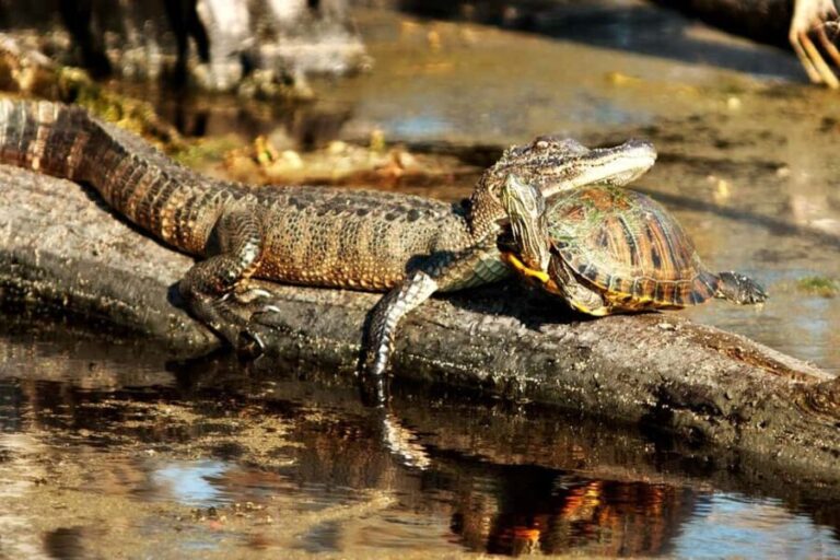 New Orleans: Airboat Swamp Adventure with Transportation - Wildlife Encounters: What Will You See?