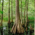 New Orleans Favorites and Creole Culture VIP Tour - FAQs