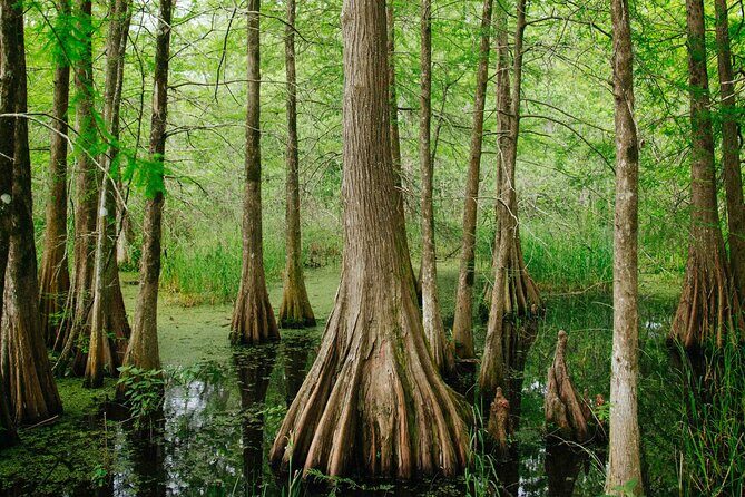 New Orleans Favorites and Creole Culture VIP Tour - FAQs