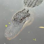 New Orleans Premium Six-Passenger Airboat Adventure - What to Expect During the Tour
