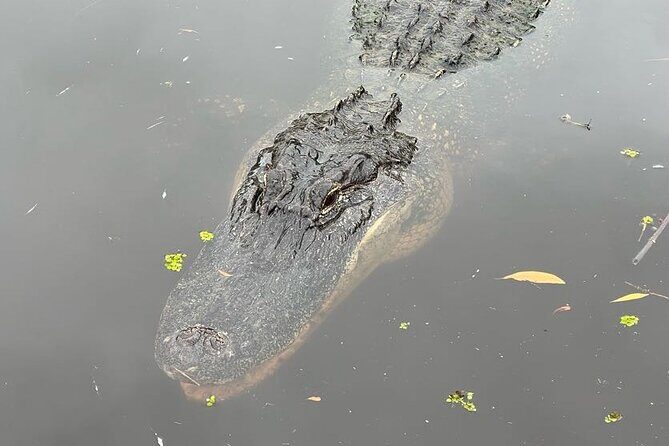 New Orleans Premium Six-Passenger Airboat Adventure - What to Expect During the Tour