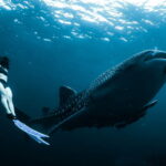 New Whale Shark Encounter Experience in Cancun !! - What Reviewers Say