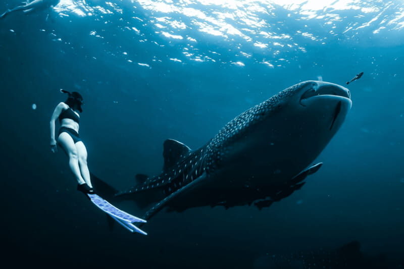New Whale Shark Encounter Experience in Cancun !! - What Reviewers Say