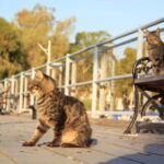 Nicosia: Express Walk with a Local in 60 minutes - Breakdowns of Main Stops