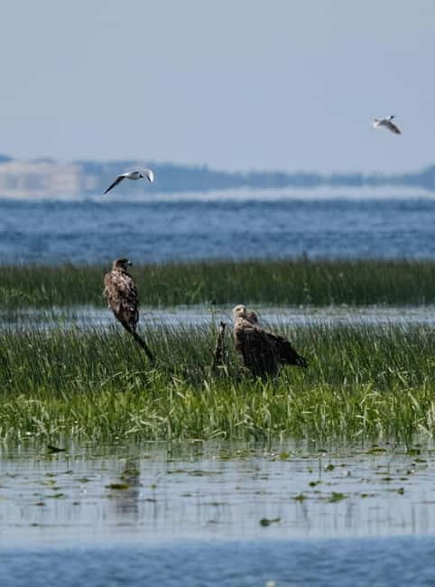 Nida: Bird-Watching Adventure in Nemunas Delta - Final Thoughts: Who Will Love This Tour?