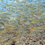 No Experience Needed-Discover Scuba Diving with Pickup - Getting a Feel for the Experience