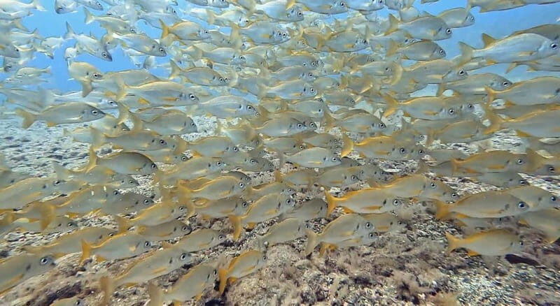 No Experience Needed-Discover Scuba Diving with Pickup - Getting a Feel for the Experience