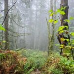 North Vancouver: Guided Forest Therapy & Forest Bathing Walk - The Itinerary and What to Expect