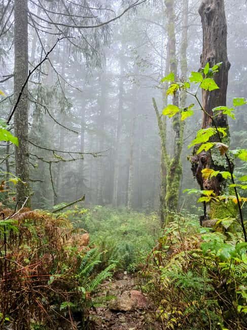 North Vancouver: Guided Forest Therapy & Forest Bathing Walk - The Itinerary and What to Expect  