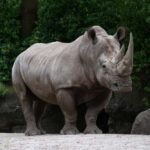 NYC: Bronx Zoo Entry Ticket - Practical Tips for Visiting