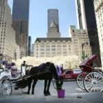NYC: Central Park Christmas Lights Horse-Drawn Carriage Ride - An In-Depth Look at the Carriage Ride Experience