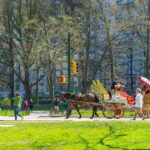 NYC Private Central Park Horse Carriage Ride with Guide - Practical Tips for Booking and Enjoying Your Ride