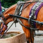 NYC: Private Christmas Lights Horse Carriage Ride - The Experience of a Lifetime