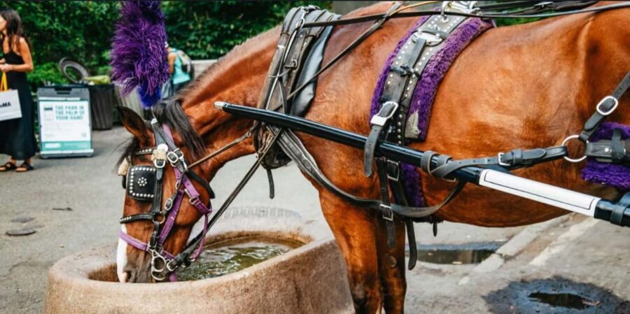 NYC: Private Christmas Lights Horse Carriage Ride - The Experience of a Lifetime