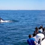 NYC: Whale Watching Cruise from Manhattan - An In-Depth Look at the Whale Watching Experience