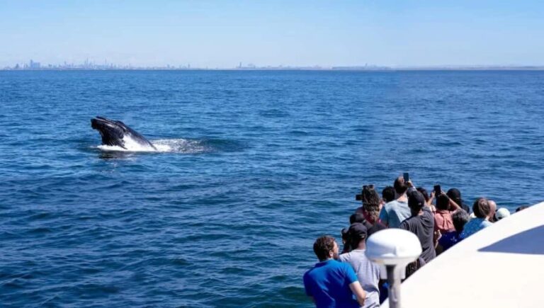 NYC: Whale Watching Cruise from Manhattan - An In-Depth Look at the Whale Watching Experience