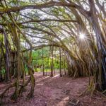 Oahu: 10-Hour Sunrise & Island Tour  Perfect First Day - Setting the Stage: The Early Wake-Up Call