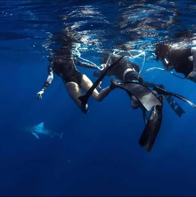 Oahu: Cageless Shark Dive Adventure - Detailed Breakdown of the Experience