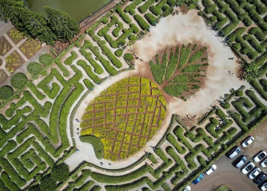 Oahu: Dole Plantation & Haleiwa Express Deluxe Tour - Why This Tour Offers Great Value