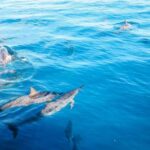 Oahu Dolphin Watch, Turtle Snorkel, Waterslide Activities - Who Will Love This Tour?