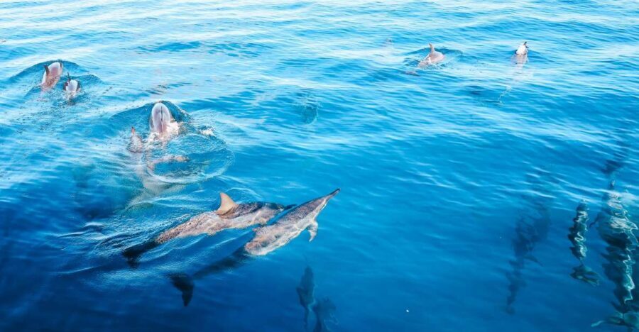 Oahu Dolphin Watch, Turtle Snorkel, Waterslide Activities - Who Will Love This Tour?