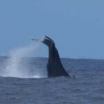 Oahu: Humpback Whale Watching Tour - Why Choose This Tour?