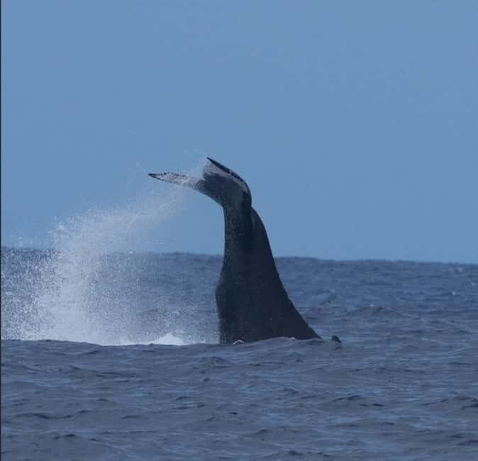 Oahu: Humpback Whale Watching Tour - Why Choose This Tour?