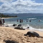 Oahu: Private Tour-Circle Island-Customizable - The Itinerary Breakdown: What You Can Expect