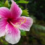 Oahu: Private Tour-North Shore feat. Waimea Falls - What Makes This Tour Special?