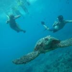 Oahu: Speedboat Snorkeling Adventure and Wild Dolphin Swim - Authentic Experiences and Real Feedback