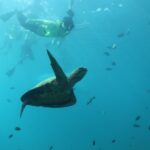 Oahu: Turtle Canyon Snorkeling & Hula Show - The Value of This Tour