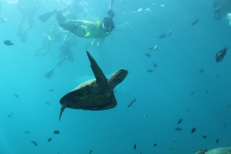 Oahu: Turtle Canyon Snorkeling & Hula Show - The Value of This Tour