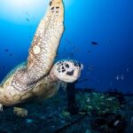 Oahu: Waikiki Submarine Tour - A Deep Dive into the Waikiki Submarine Tour