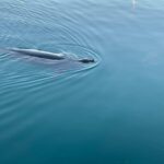 Oahu: Whale Sail Charter - Who This Tour Is Best For