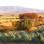Oaxaca: Mezcal Tasting & Barrel Ride - Practical aspects of the tour