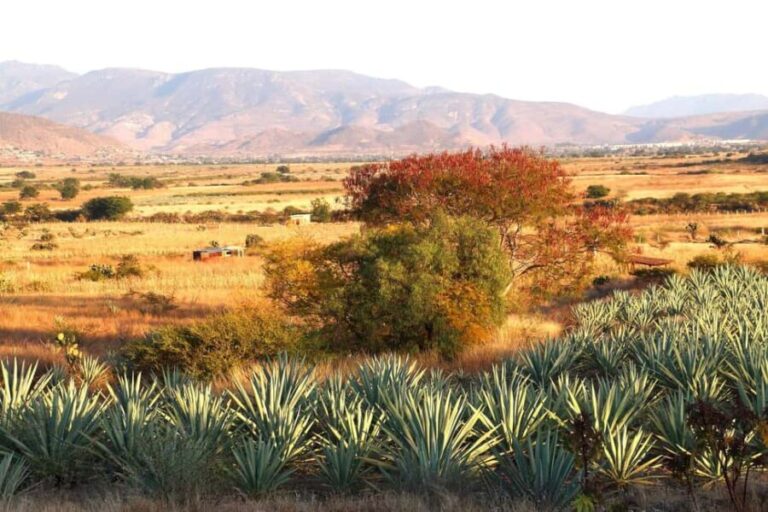 Oaxaca: Mezcal Tasting & Barrel Ride - Practical aspects of the tour