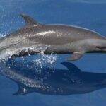 Observation DE Marine Mammals Dolphins and Ballenas EN Huatulco - Final Thoughts: Is It Worth It?
