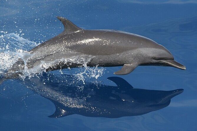 Observation DE Marine Mammals Dolphins and Ballenas EN Huatulco - Final Thoughts: Is It Worth It?