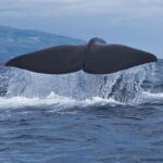 Observation of whales and dolphins in island Pico - Detailed Breakdown of the Itinerary