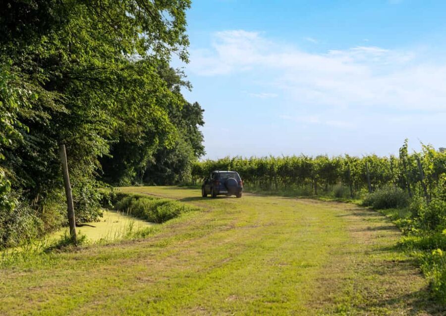 Off-road tour through vineyards and organic wine tasting Villa Bogdano 1880 - A Closer Look at the Experience