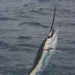 Offshore Sport & Flyfishing - 7 hours - The Value of the Experience