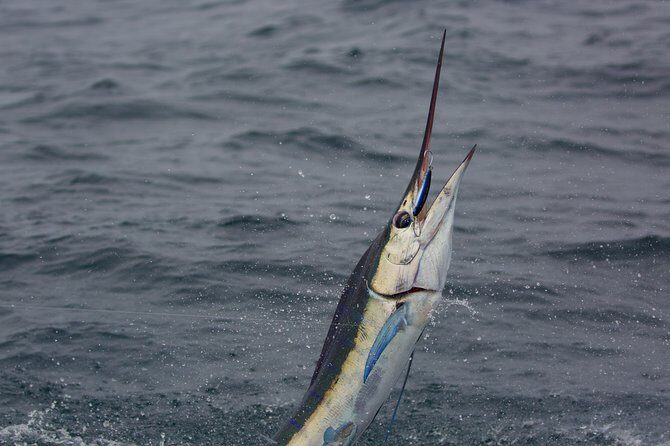 Offshore Sport & Flyfishing - 7 hours - The Value of the Experience