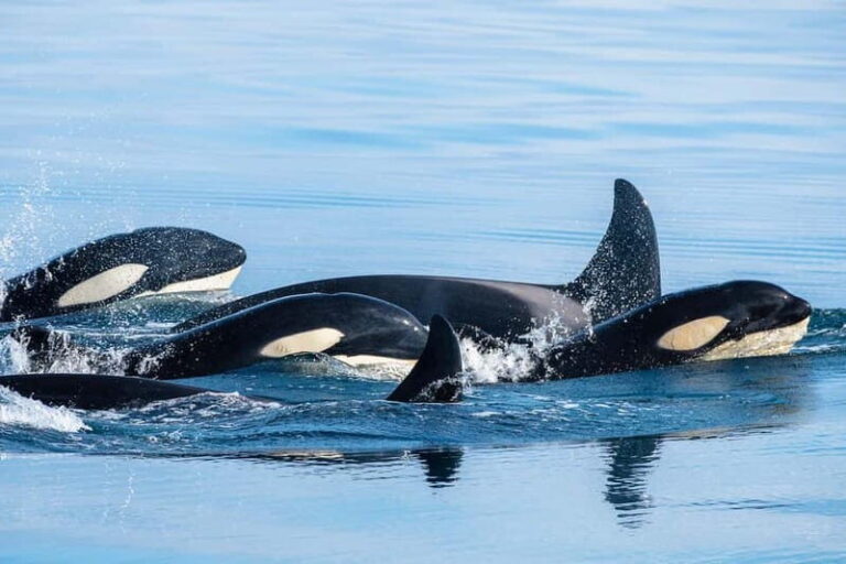 Ólafsvík: Whale Watching Tour - Practical Tips for Your Whale Watching Adventure