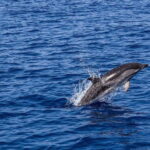 Olbia: Dolphin Watching & Snorkeling Boat Trip - What to Expect from the Experience