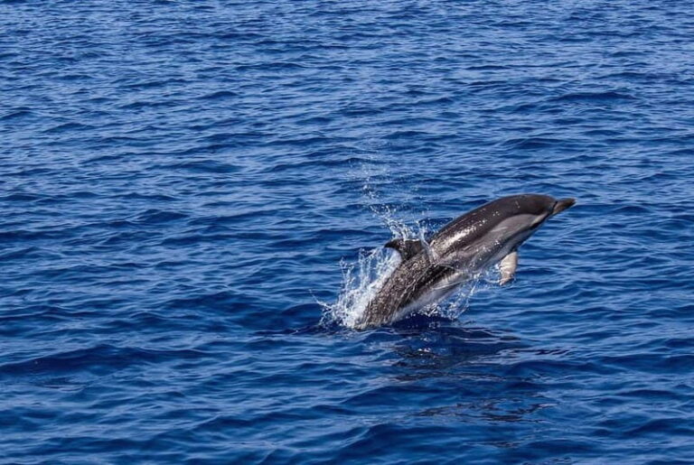 Olbia: Dolphin Watching & Snorkeling Boat Trip - What to Expect from the Experience