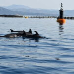 Olbia: : ecological boat trip for dolphin spotting - The Value of This Dolphin Tour