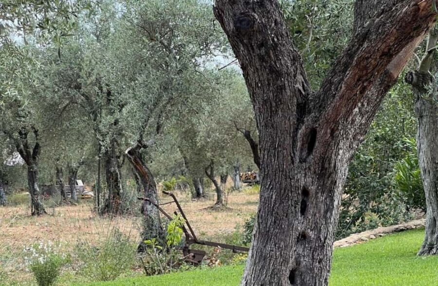 Olive Mill Tour with Olive Oil Tasting in Sassari - Frequently Asked Questions